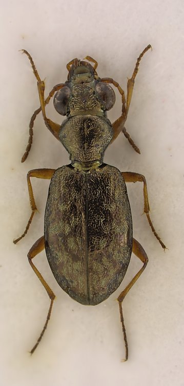 Asaphidion austriacum