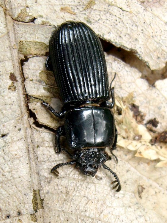 Leptaulax dentatus