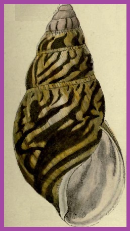 Achatina tincta