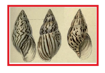 Achatina semisculpta