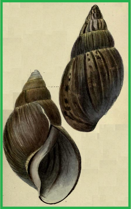 Achatina dohrniana