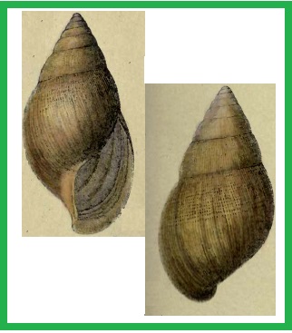Achatina tavaresiana
