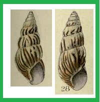 Achatina pfeifferi