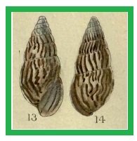 Leptocalina zebriolata