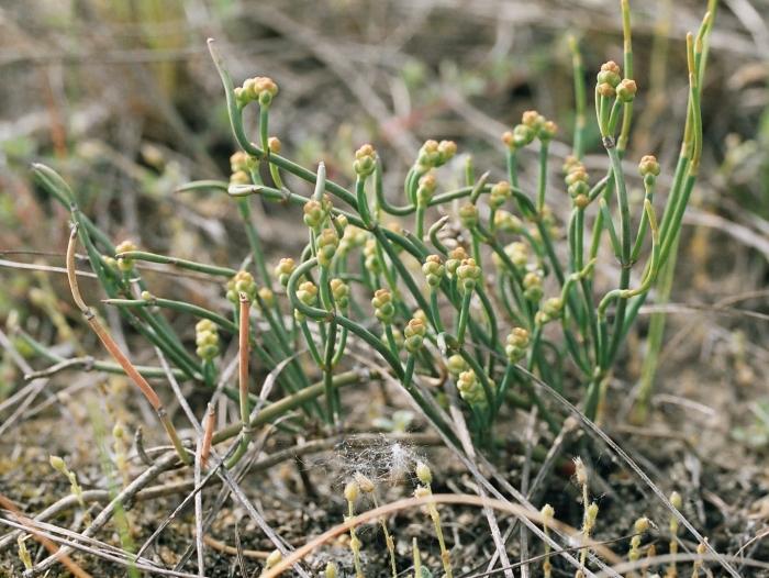 Ephedra distachya - chvojník dvouklasý