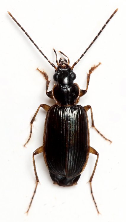 Badister collaris