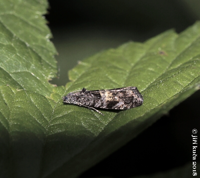 Pristerognatha penthinana