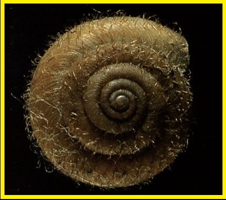 Trochulus villosus