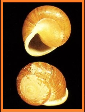 Waldemaria japonica