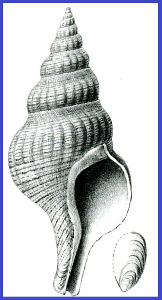 Viridifusus albinus