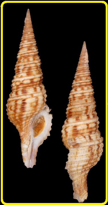 Annulaturris kantori