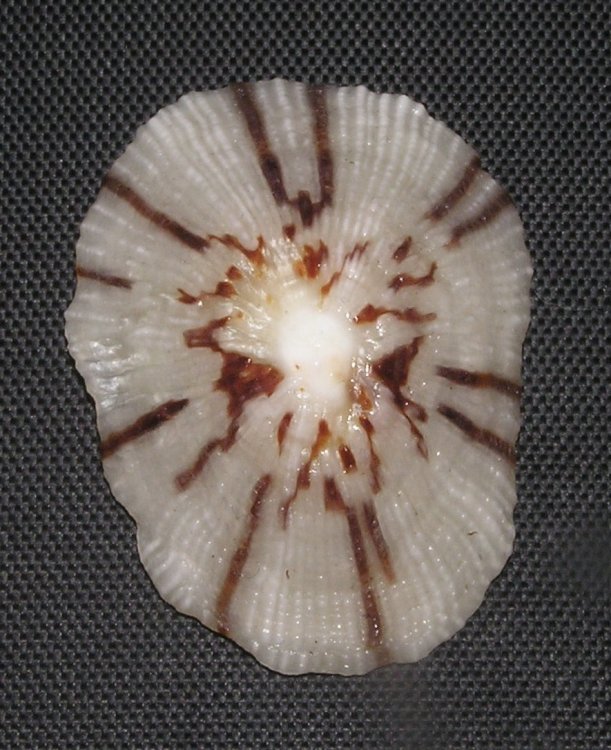 Cellana enneagona