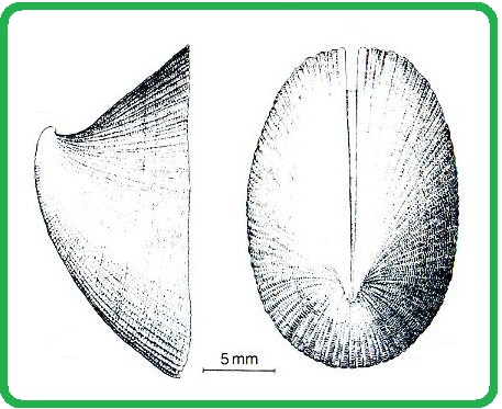 Emarginula crassa - děrnatka silná