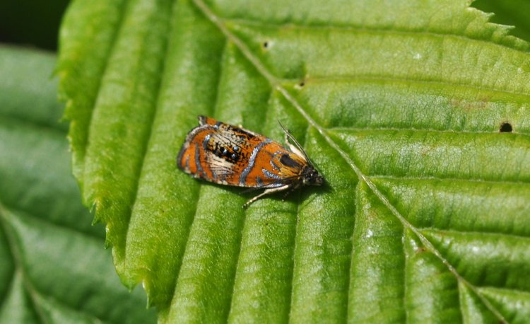 Olethreutes arcuella - obaleč zdobený