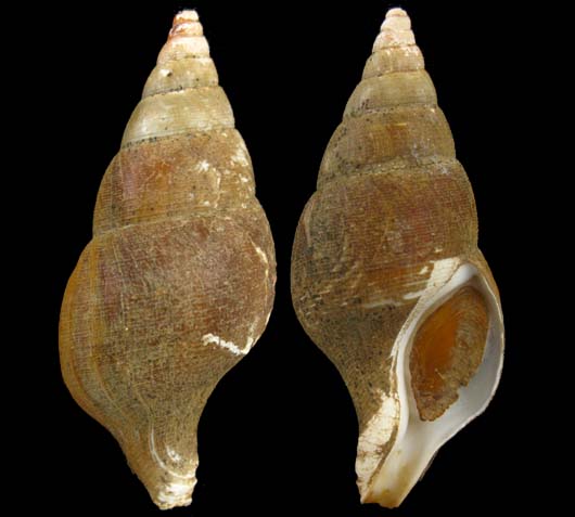 Colus jeffreysianus