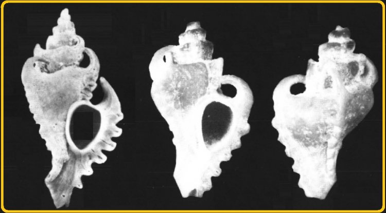 Poropteron graagae