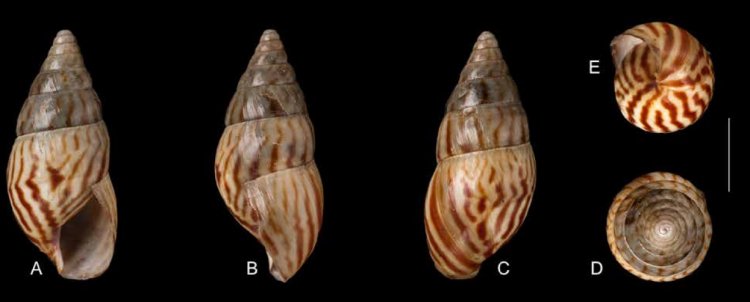 Leptocalina zebriolata