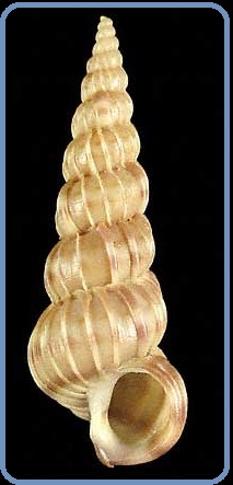 Epitonium turtonis