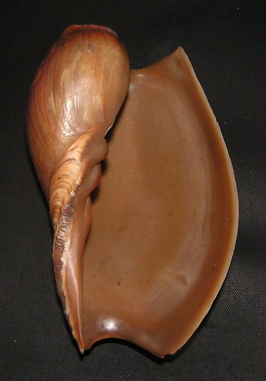 Cymbium pachyus