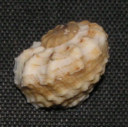 Indomodulus tectum