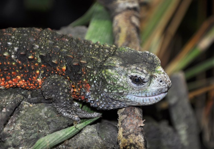 Shinisaurus crocodilurus - krokodýlovec čínský