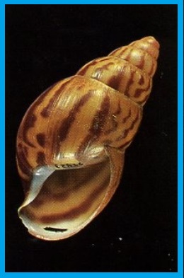 Achatina tincta