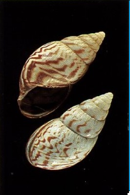 Achatina semisculpta