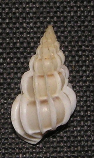 Gyroscala lamellosa - Lamellose Wentletrap