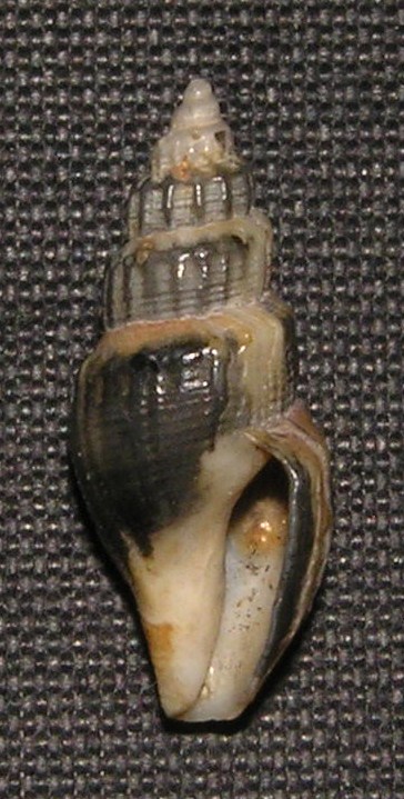 Propebela turricula