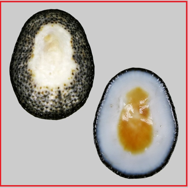 Patella nigrosquamosa