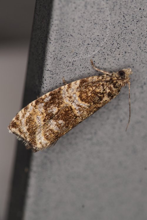 Syricoris lacunana - obaleč jahodníkový