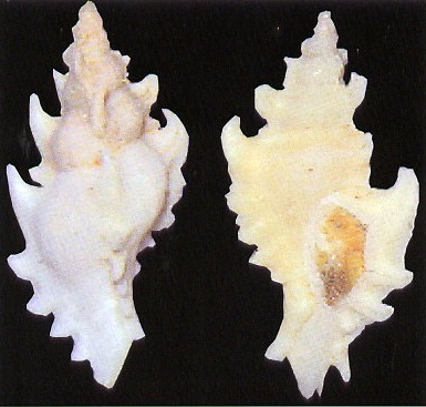 Poropteron debruini