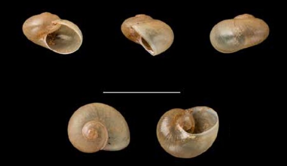 Gynnarion corneola