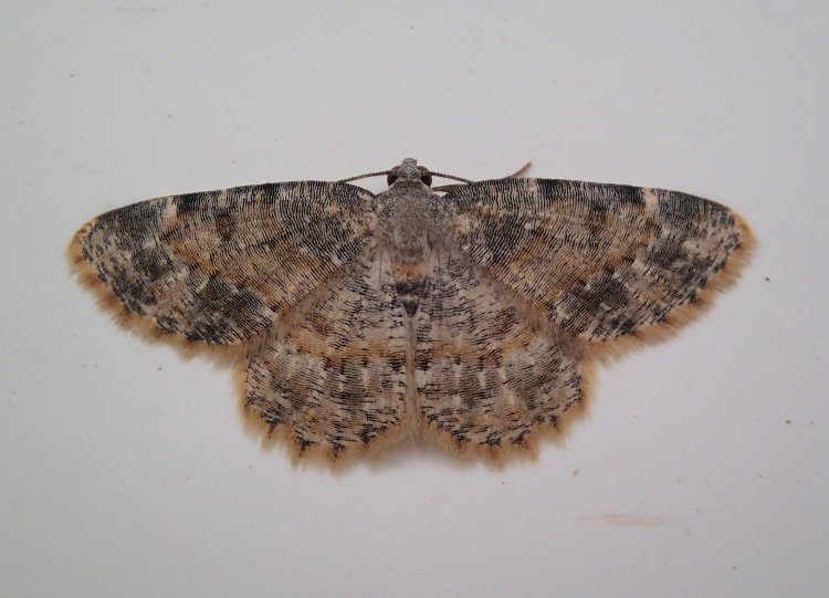 Charissa variegata
