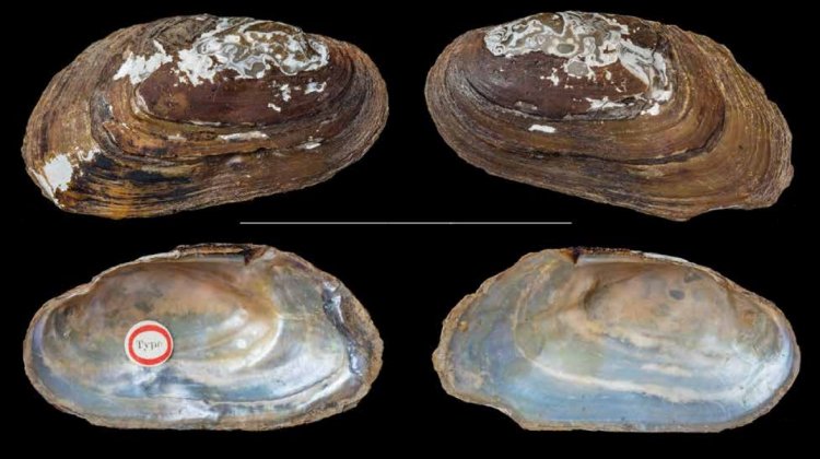 Bineurus mouhotii