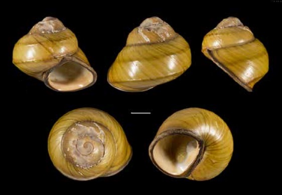 Eyriesia eyriesi