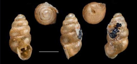 Gastrocopta flocculus