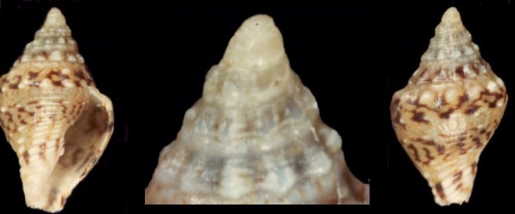 Euplica varians