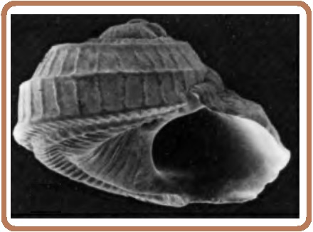 Tornus subcarinatus