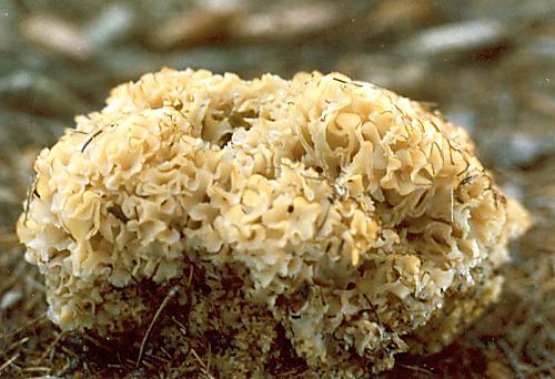 Sparassis crispa - Wood Cauliflower