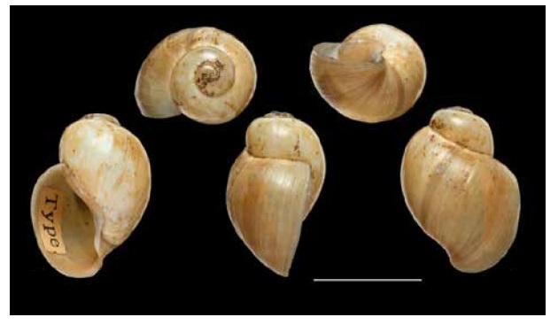 Bulinus globosus