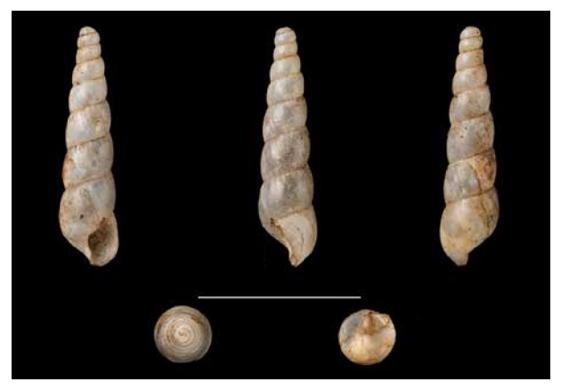 Subulina gracilenta