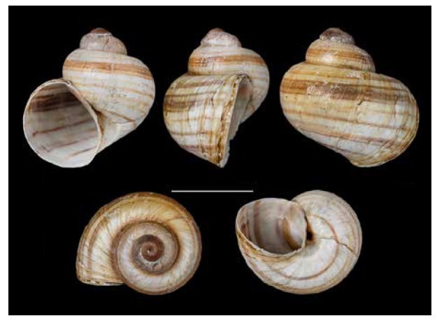 Lanistes holostoma