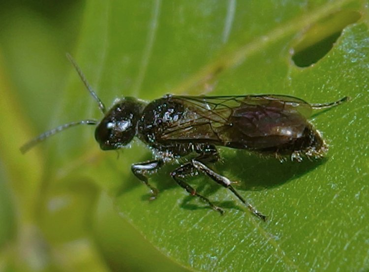 Pemphredon lugubris