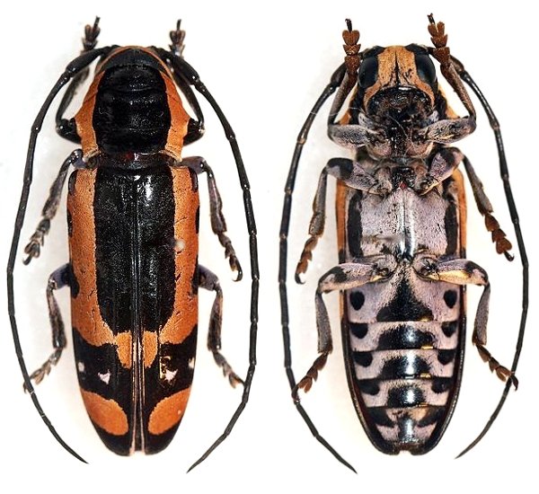 Tragocephala castnia cacaoensis