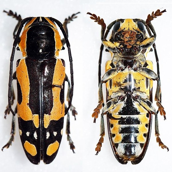 Tragocephala castnia gorillaformis