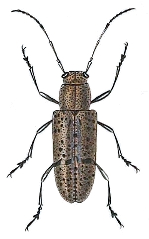 Callimetopus pantherinus