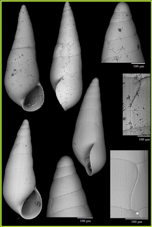 Vitreolina philippi