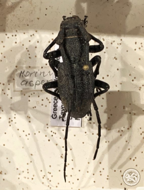 Morimus asper