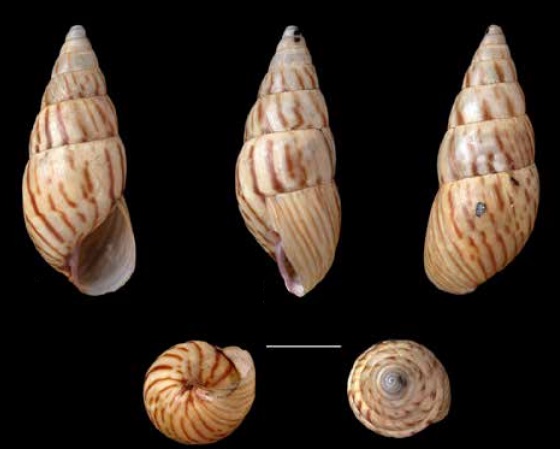 Limicolaria jaspidea